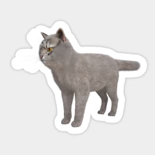 Adorable Siberian Fluffy Gray Sticker